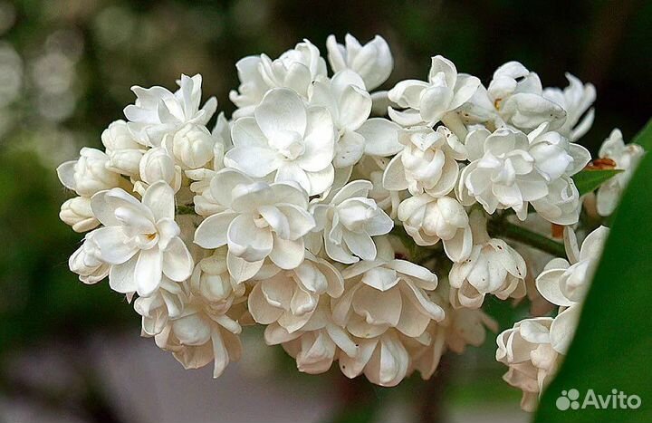 Белая махровая сирень