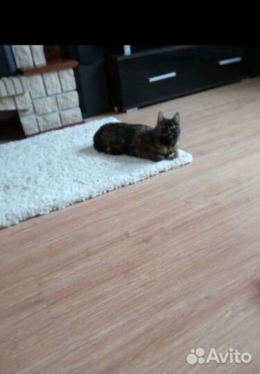 Кошки в добрые руки