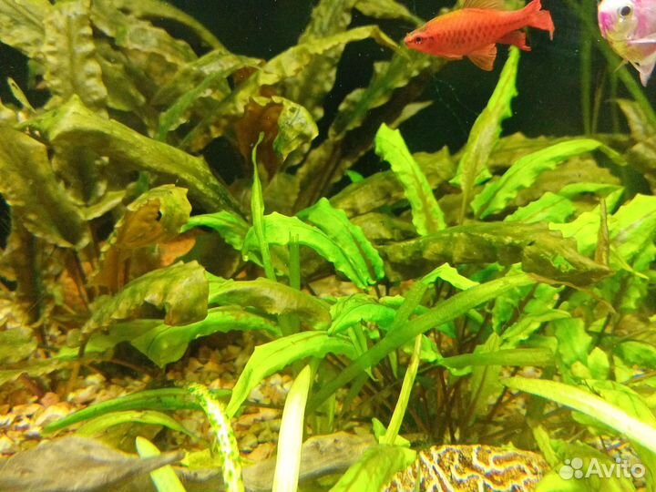 Аквариумное растение