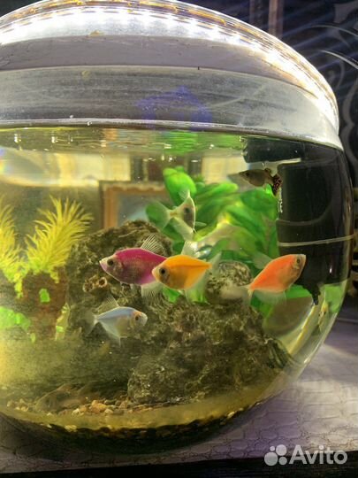 Аквариум с рыбками
