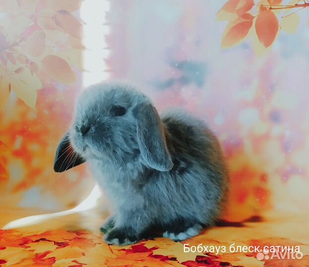 Крошка с ладошку