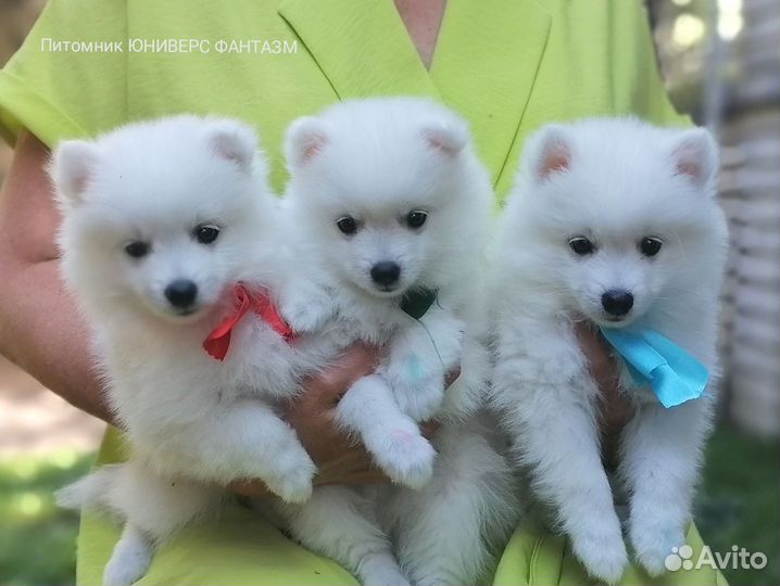 Японские шпицы Белоснежные щенки