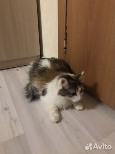 Счастливая кошка 3х цветка