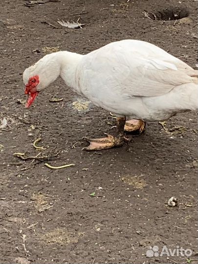 Индоселезни