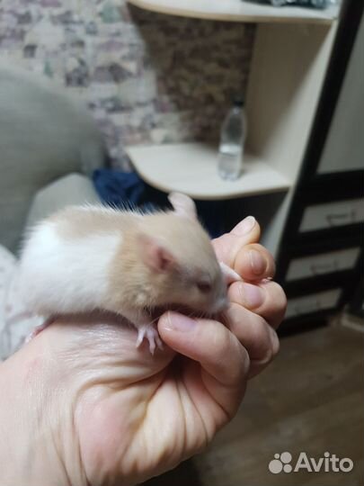 Крысята дамбо