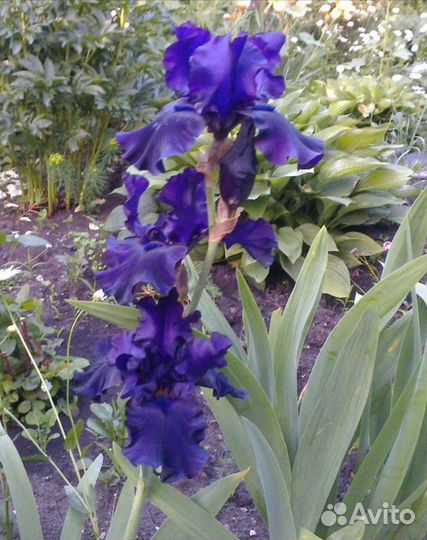 Ирисы бородатые
