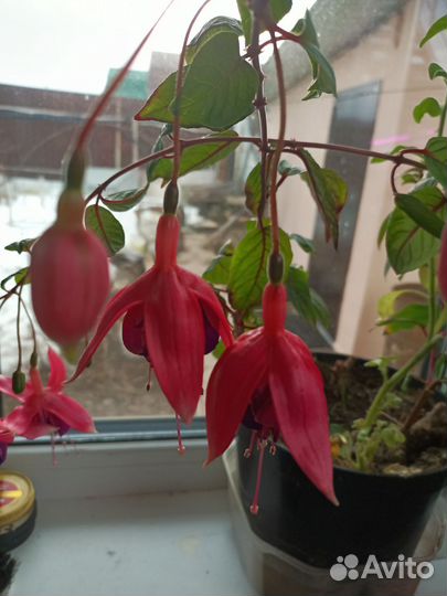 Цветы, кустарники