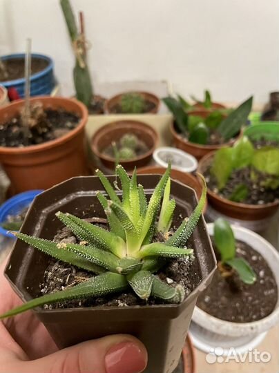 Цветы домашние в горшках