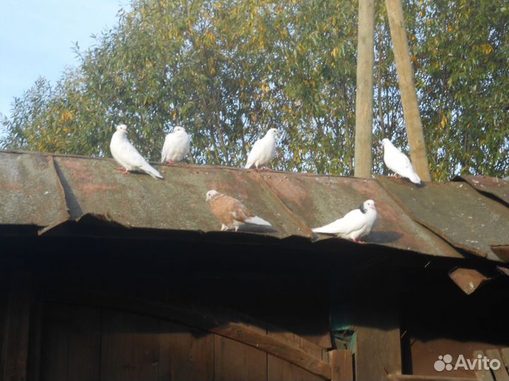 Голуби белые