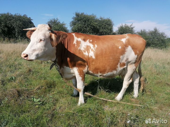 Корова дойная