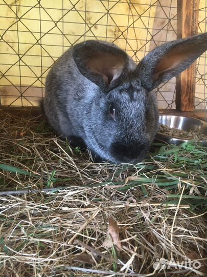 Кролики мясных пород