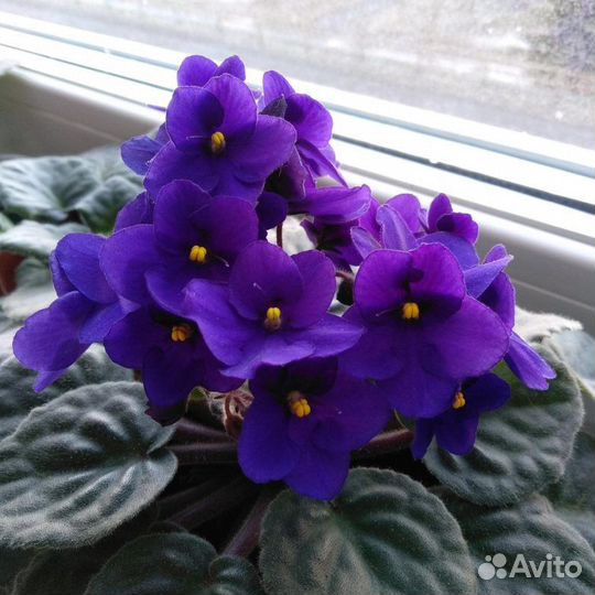 Листики фиалки укорененные