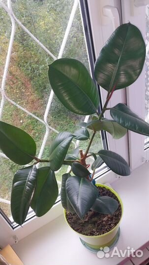 Фикус и лимон