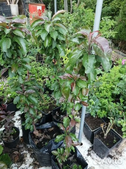 Саженцы яблонь