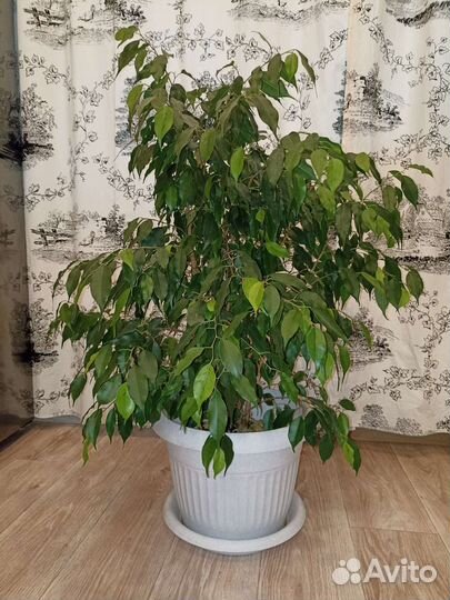 Фикус бенджамина большой пушистый