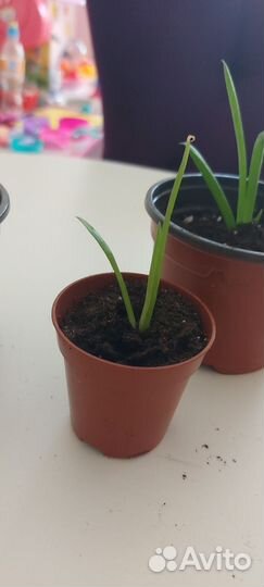 Алоэ вера растение