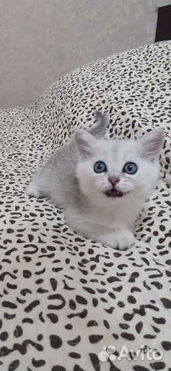 Британская шиншилла