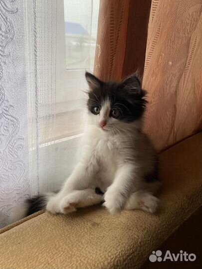 Кошка бесплатно