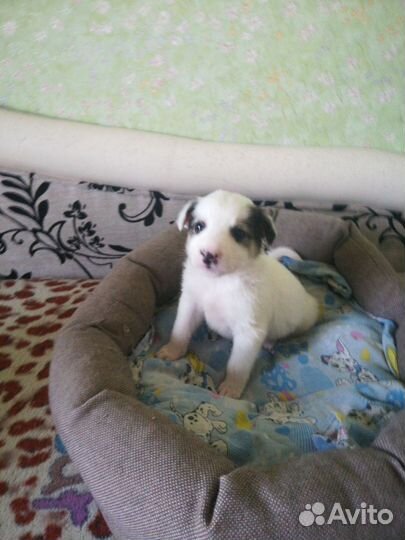 Щенки в хорошие руки