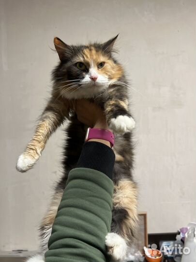 Трехцветная пушистая кошка ласковая