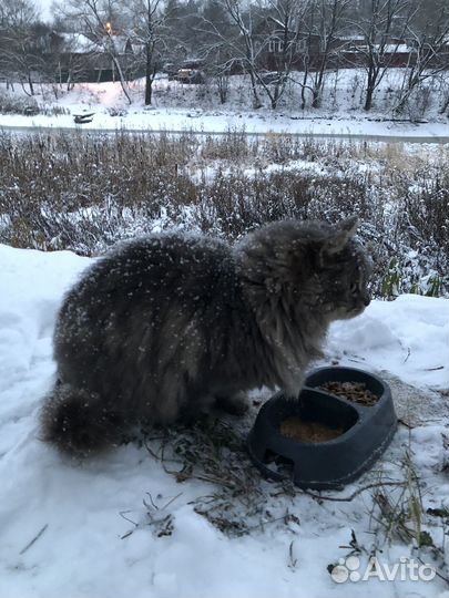 Кошка ищет дом