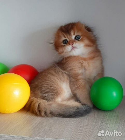 Шотландские золотые котята