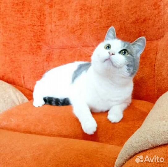 Молодая шотландская кошечка Лиза ищет дом