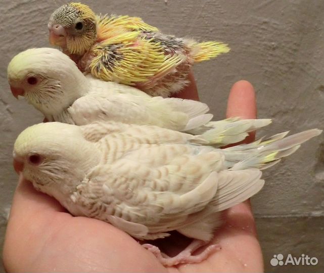 Волнистые попугаи