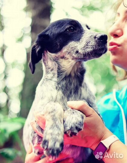 Малыш Спотти ищет дом