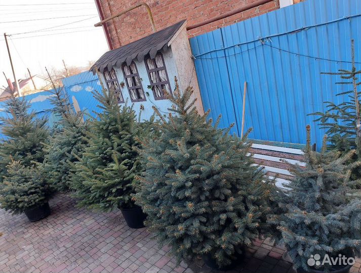 Ель премиум от 2.5м предзаказ