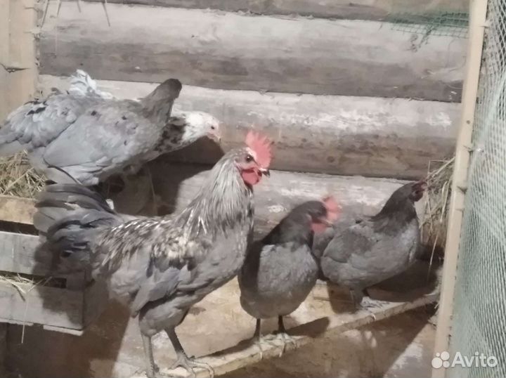 Инкубационное яйцо породной птицы