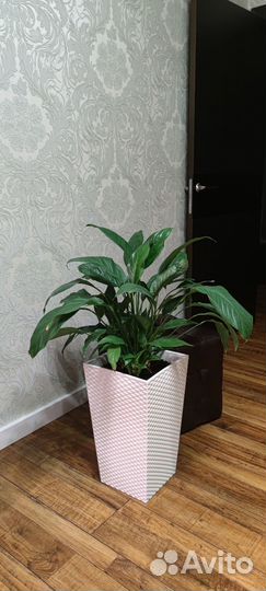 Спатифиллум