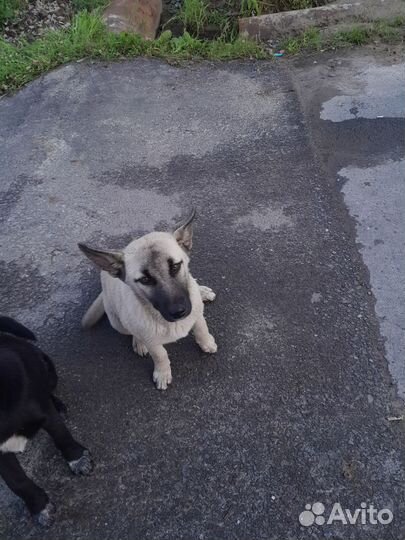 Собака в добрые руки