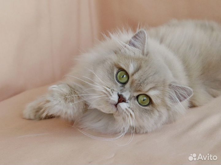 Золотая лиловая британская девочка