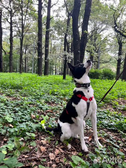 Лика ищет дом