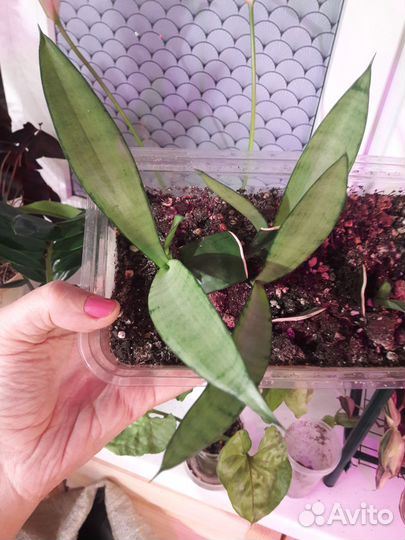 Сансевиерия сортовая