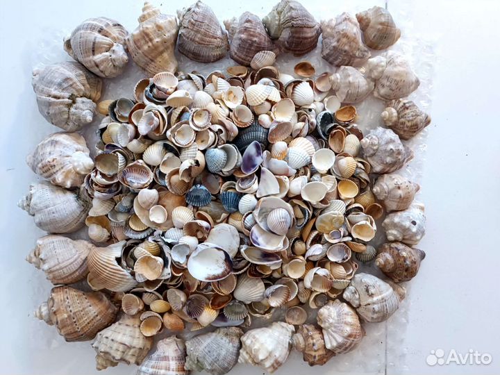 Морские ракушки.Набор для аквариума, творчества