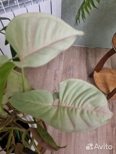 Сингониум ред харт