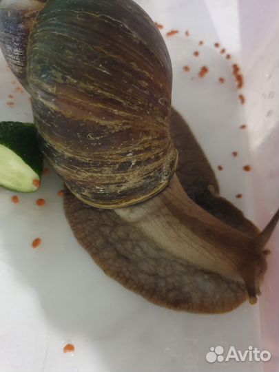 Улитки ахатины