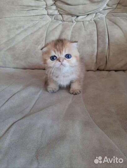 Золотые котята