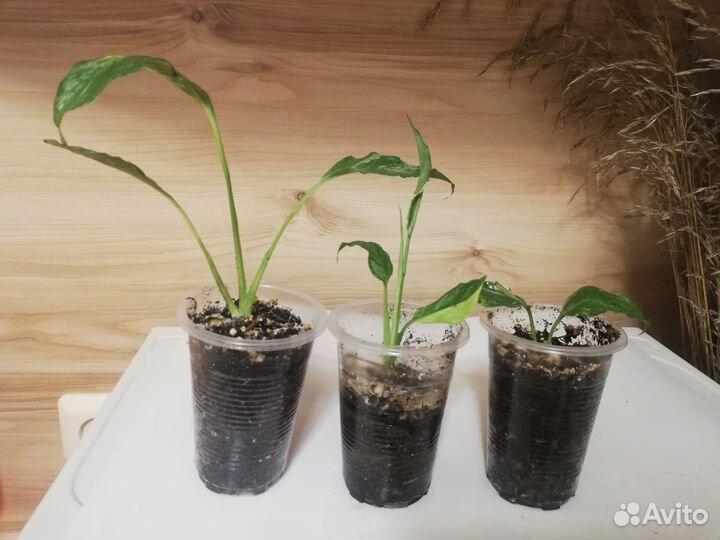 Спатифиллум домино