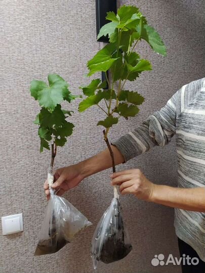 Саженцы смородины, винограда