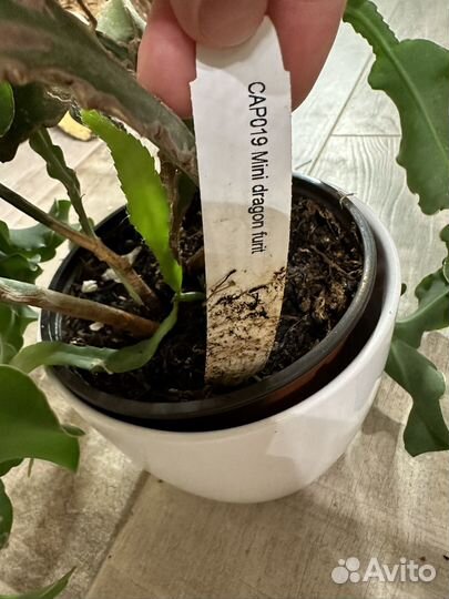 Mini fragon fruit мини драгон фрут