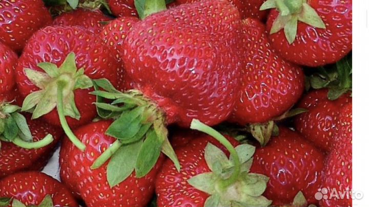 Саженцы клубники