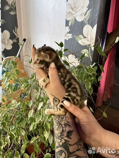 Бенгальская кошка