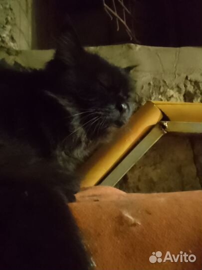 Котик с ангельским характером