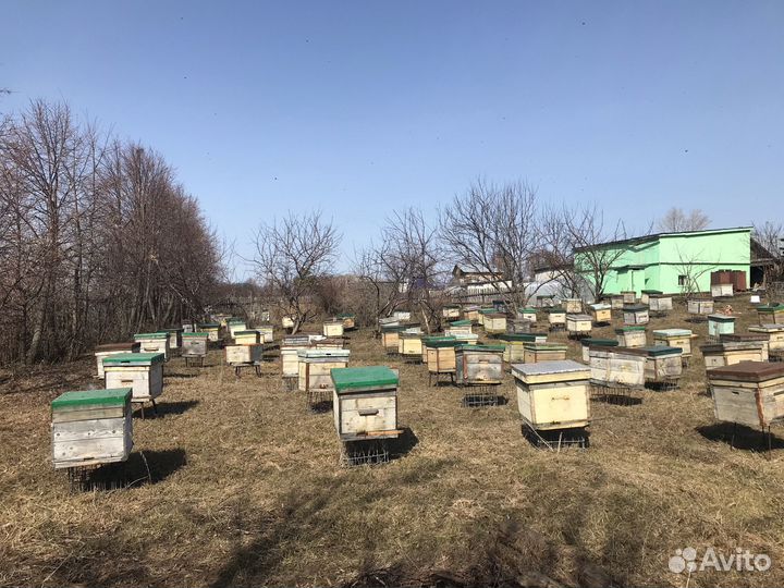Пчелы местные пчелопакеты