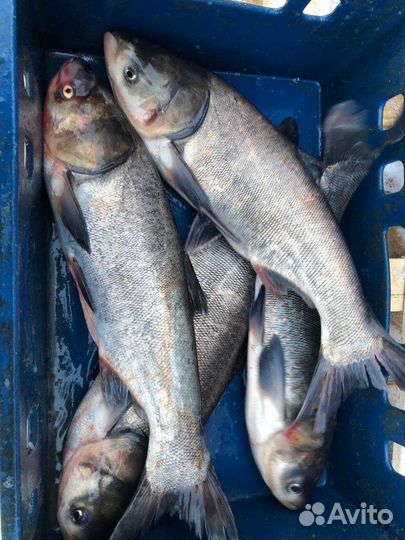 Живая рыба:Карп, Белый Амур, Толстолобик Оптом