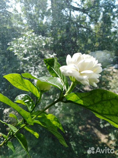 Экзоты продолжение