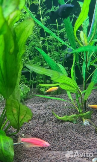 Аквариумные рыбки